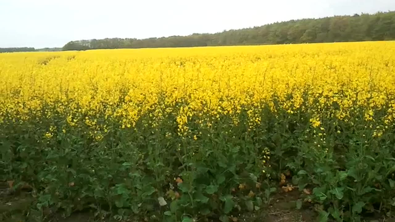 Rapsfält i närheten av Tinkarp, Helsingborg 10 Maj 2014