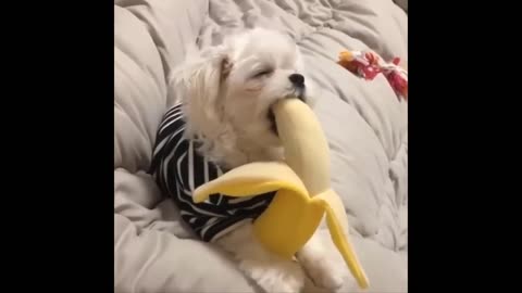 Funny Animal video