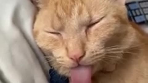 Funniest cats and dogs video. mp4