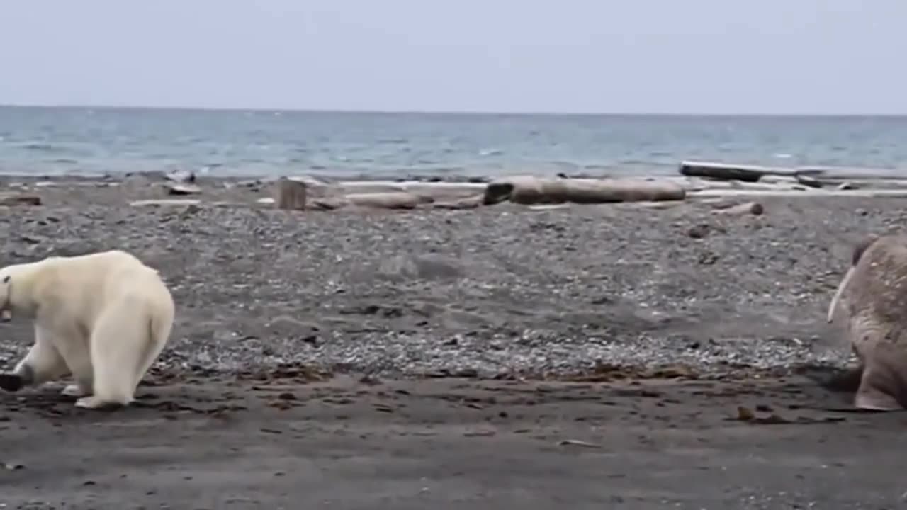polar bear attacks girl and washes the worst