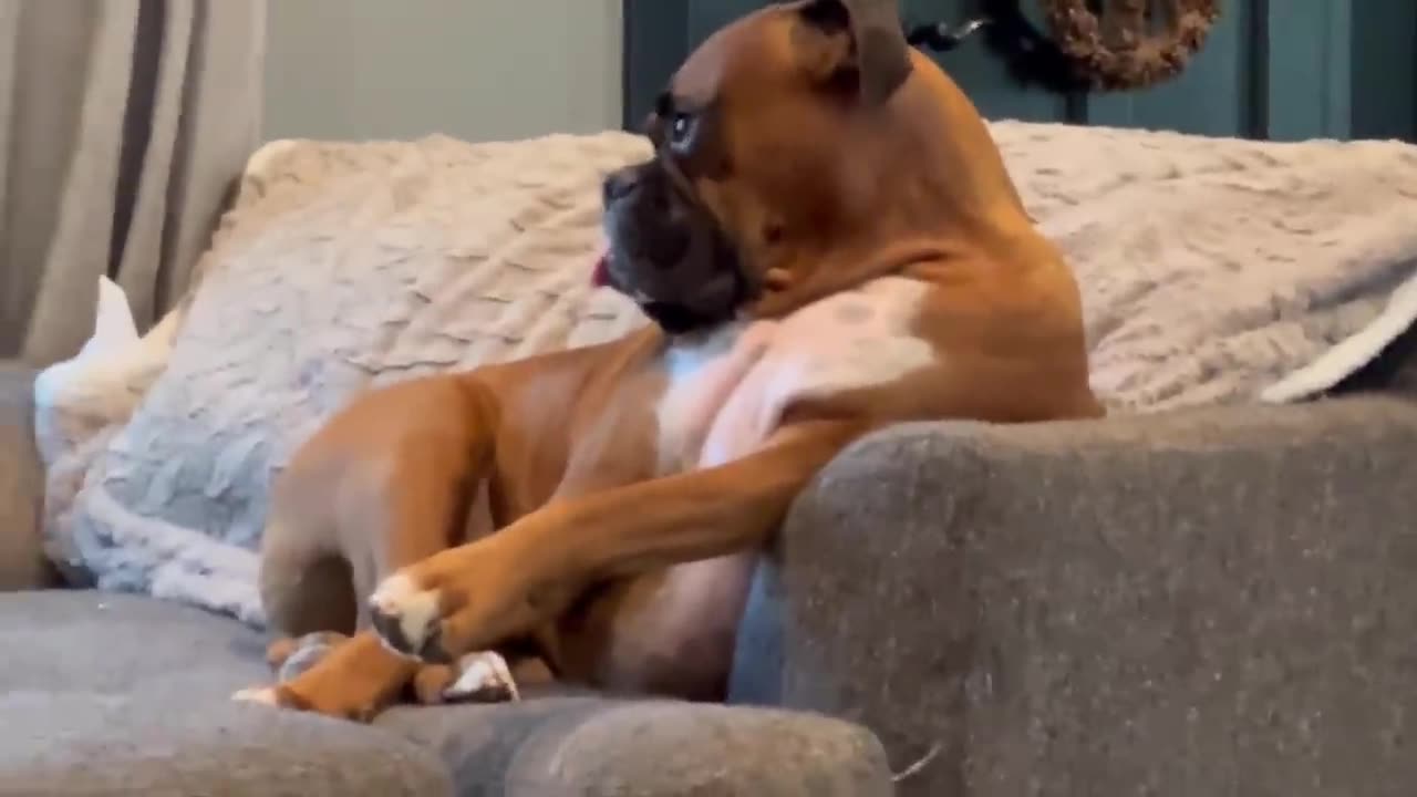 Funniest Cats And Dogs Videos 😁 - Best Funny Animal Videos 2024 🥰#14