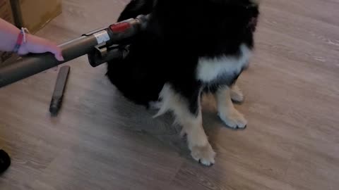 Cleaning a dog