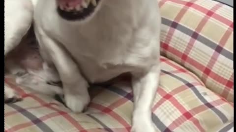 Dog funny video 🤣🤣