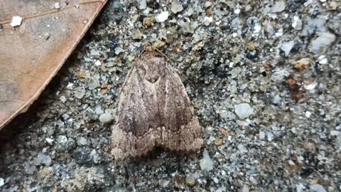 Copper Underwing Moth