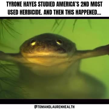 TYRONE HAYES STUDIED AMERICA'S 2ND MOST USED HERBICIDE AND THEN THIS HAPPENED.