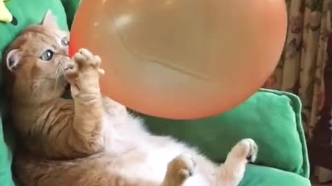 Cat comedy video
