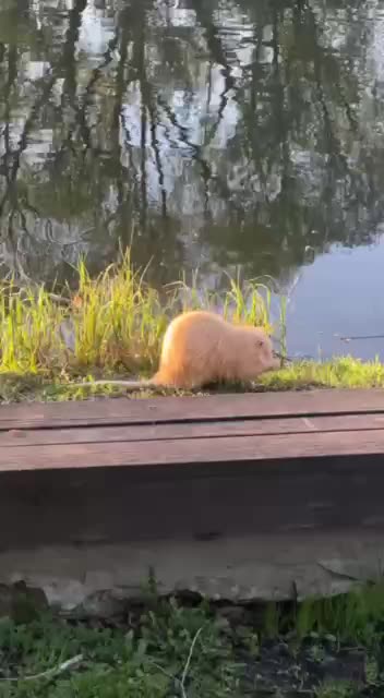Albino rat? 😊😍
