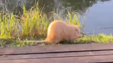 Albino rat? 😊😍