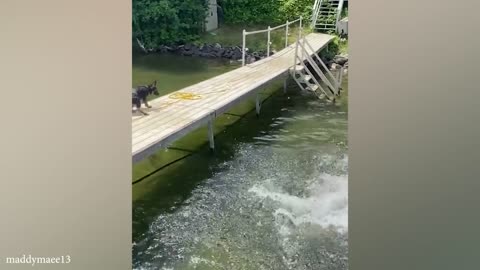funny cats