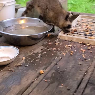 07-08-23 | Feeding Baby Raccoons | Part 12 | #shorts