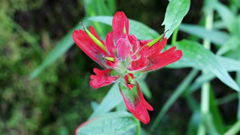 Scarlet Paintbrush