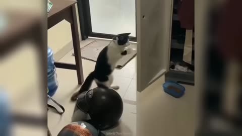Funniest Cats #1