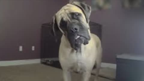 FUNNIEST DOGS Caught on Camera Funniest Animal Videos_Full-HD