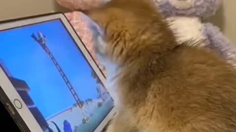Watching Tom & Jerry