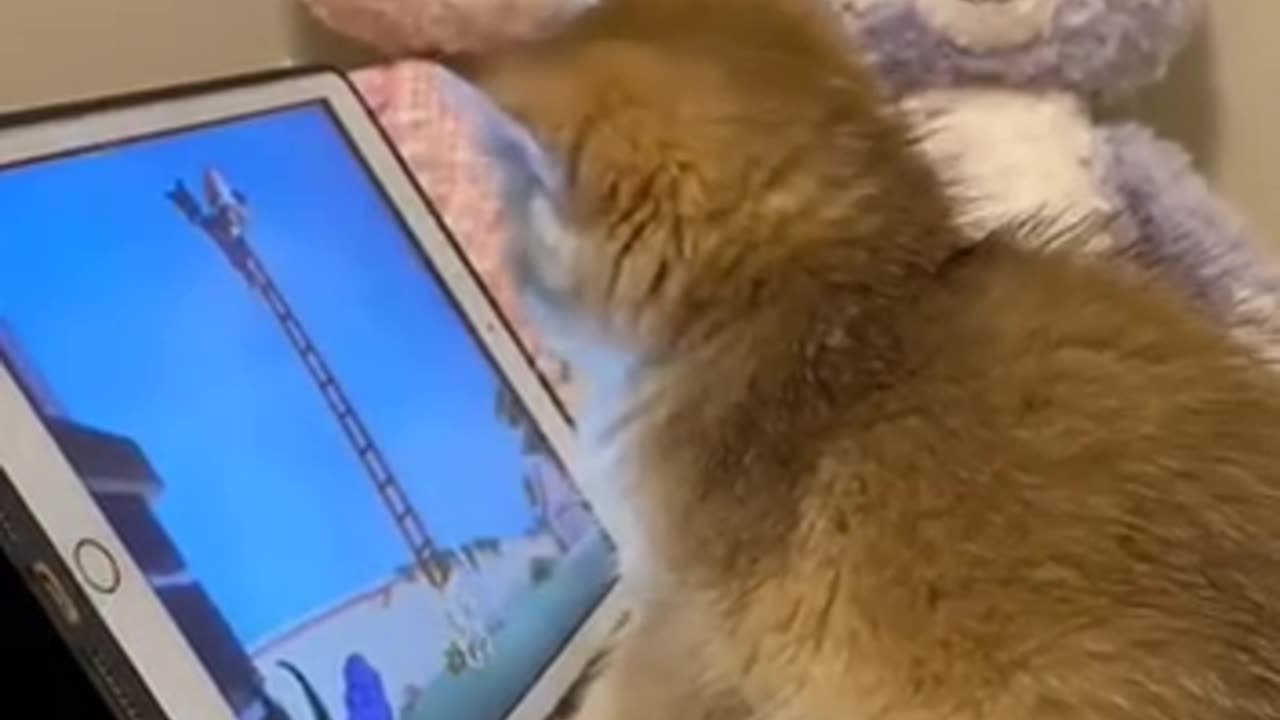 Watching Tom & Jerry