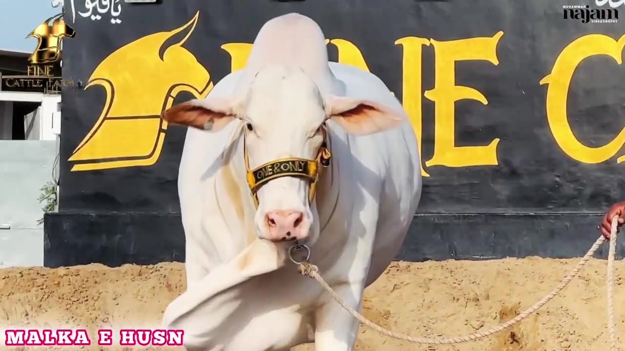 Sexy cow