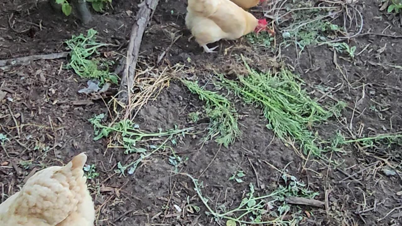 OMC! It's a chicken party! Brownie, Whitey, & Orpington friends 2! #chickens #party #brownie #shorts