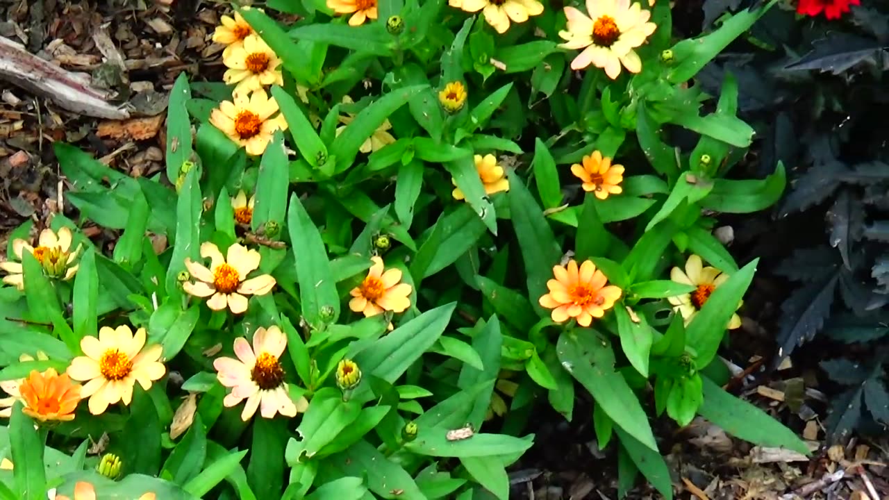 Zinnia Angustifolia