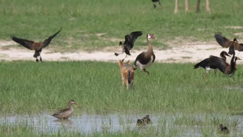 The Elusive Hunt of the Fox