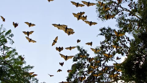 The Papua New Guinean Bismarck Flying Fox