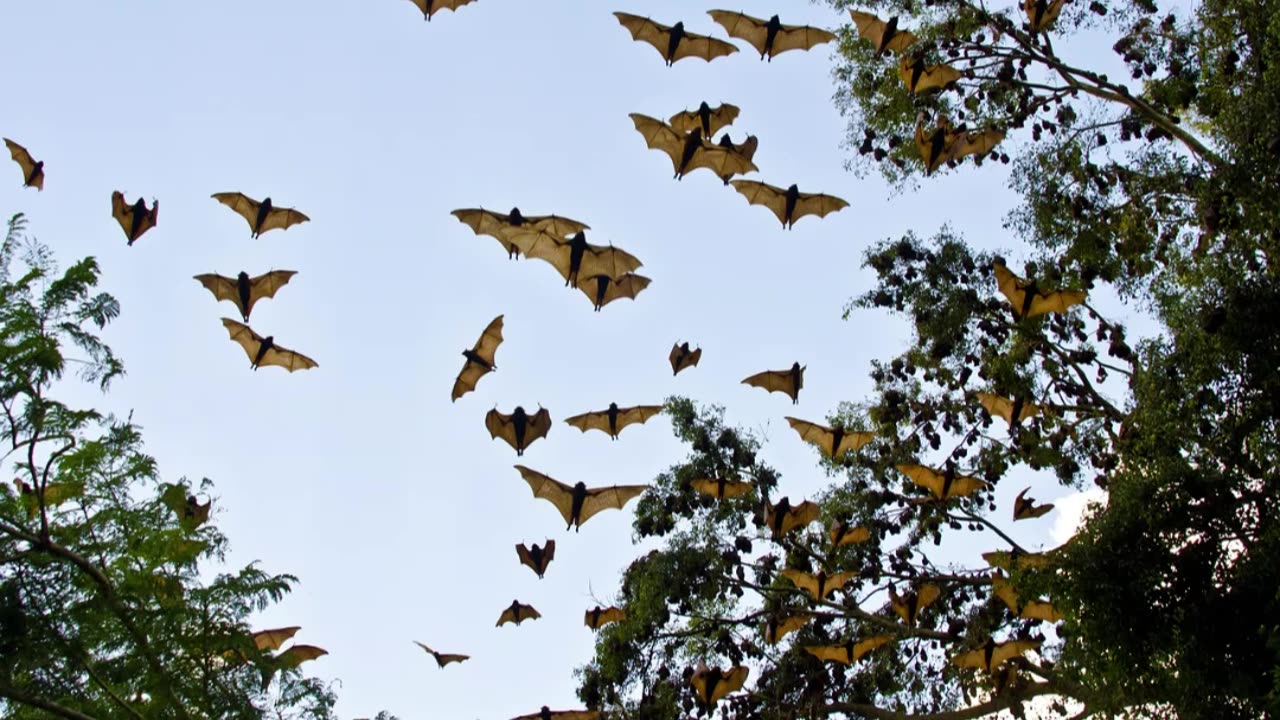 The Papua New Guinean Bismarck Flying Fox