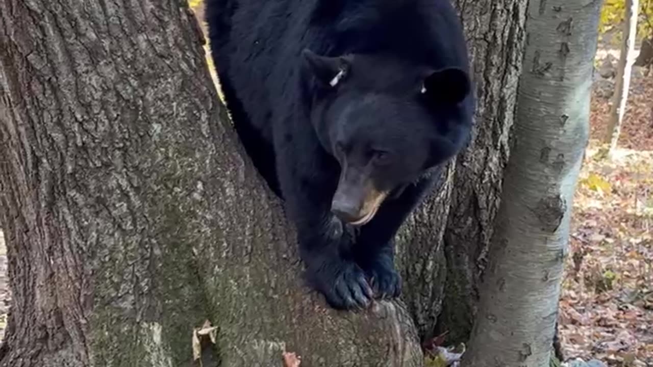 Sleepy Bear Rests in Tree