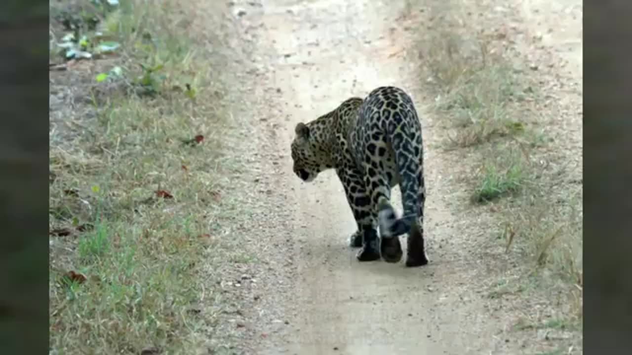 65% leopards in maharashtra are outside wildlife parks