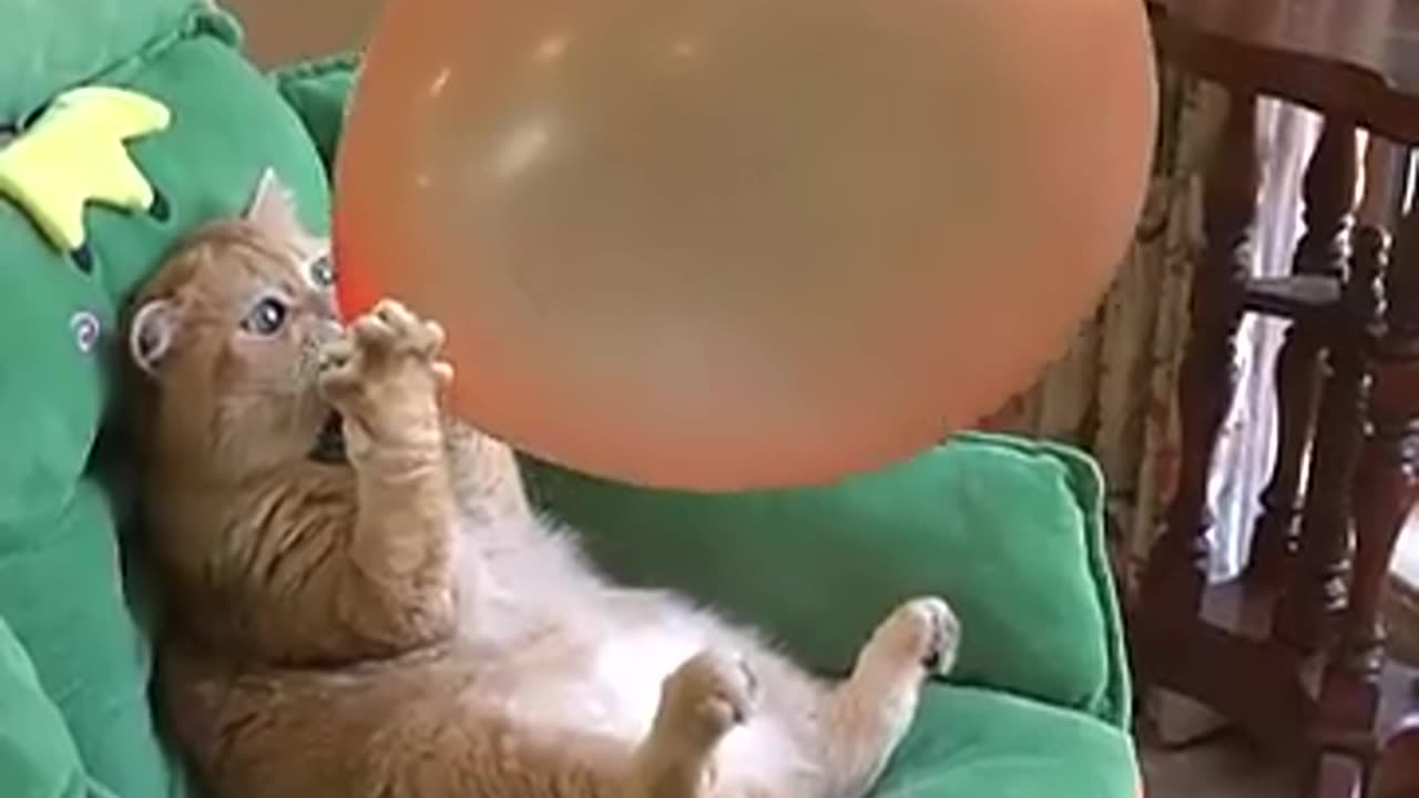 Funny cat