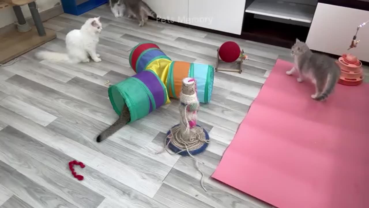 Mind Freshing Cat Amusing Videos