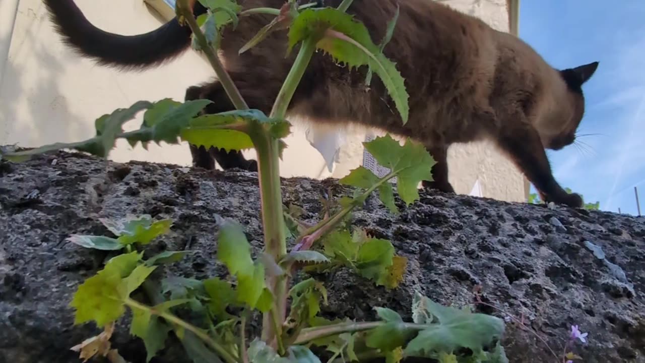 A new friend in Jamaica Terrace!
