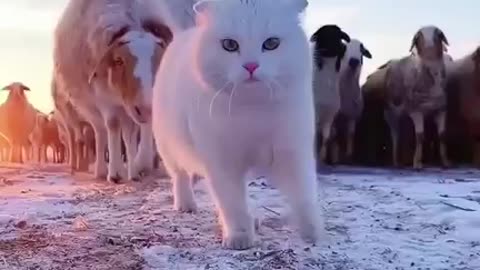 🙏❤🎉🎉🎉🎊🎊🎊️SWEET AND FUNNY ANIMALS SHOTS 🙏❤️❤️🎉🎉🎉🎊🎊🎊