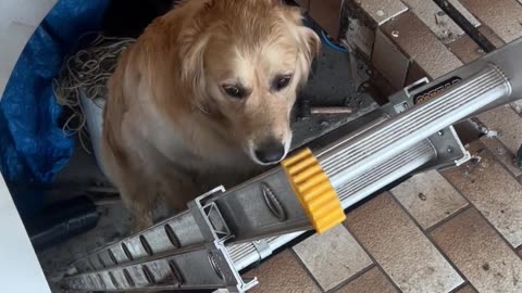 Golden Retriever Follows His Human Up Ladder
