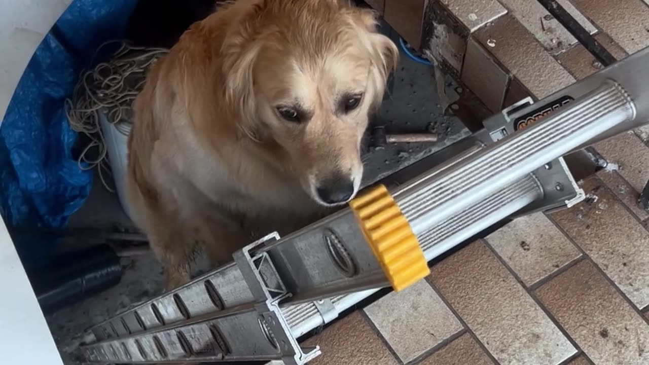 Golden Retriever Follows His Human Up Ladder