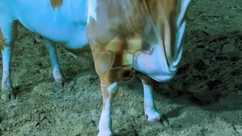 Cow love