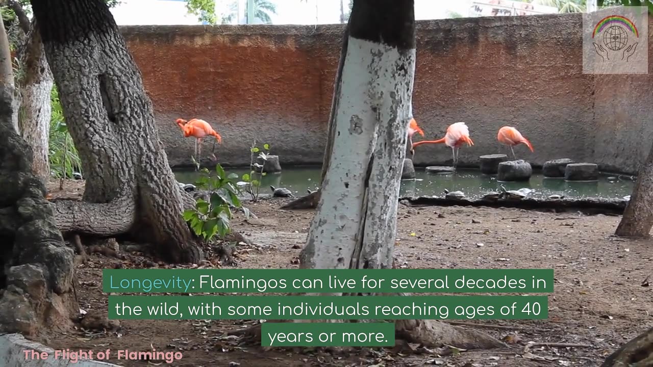The Flight of Flamingo