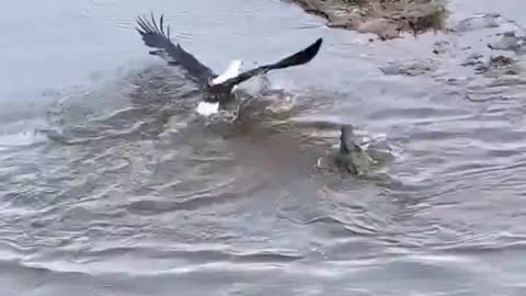 Eagle tries to steal food from crocodile!