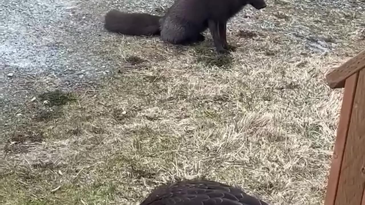 Bald Eagle and Fox Squabble