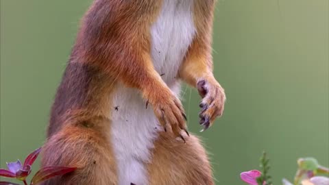 Wildlife