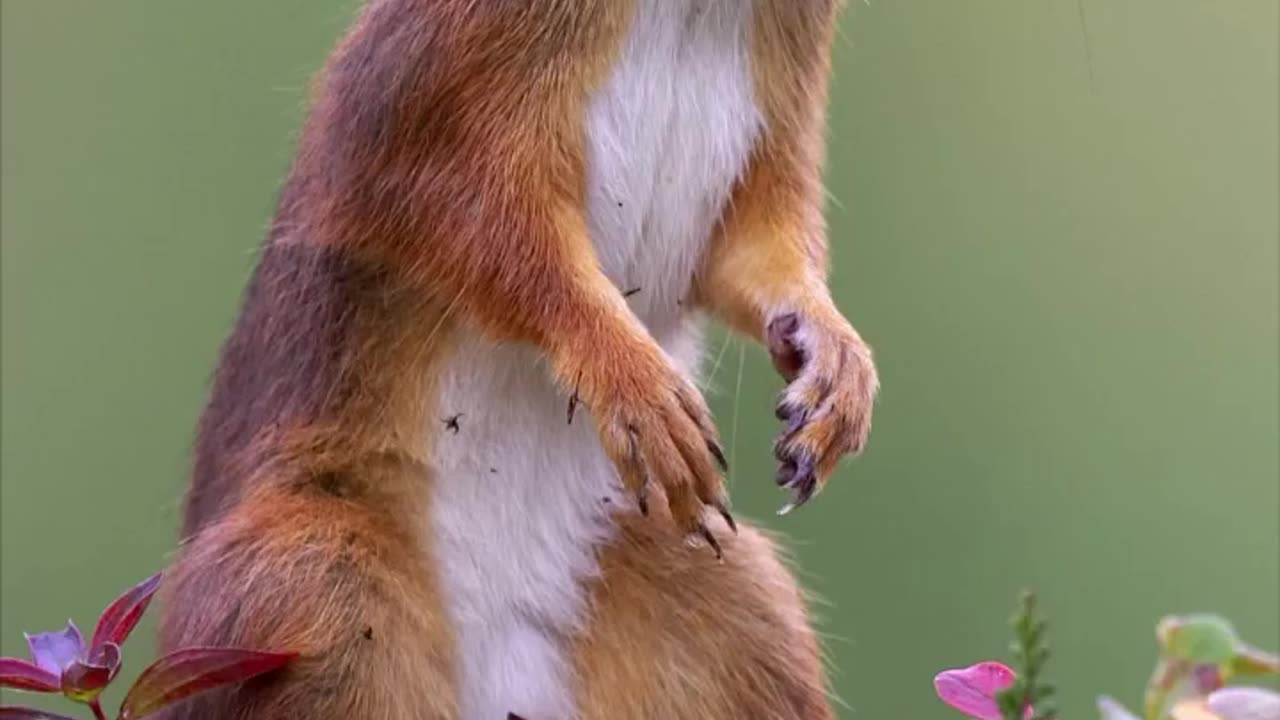 Wildlife