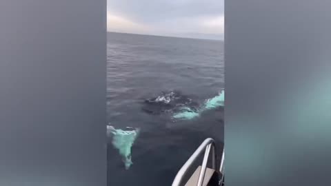 When Animals Go On A Rampage And Got Caught On Camera