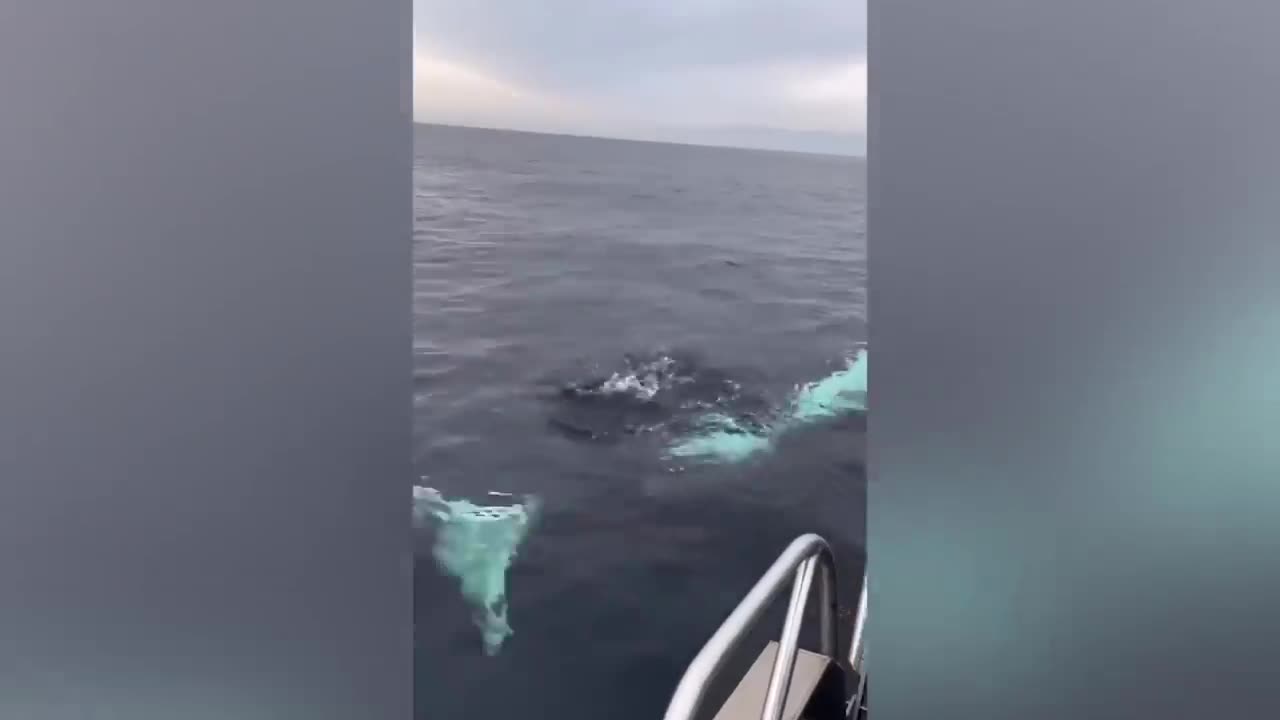 When Animals Go On A Rampage And Got Caught On Camera
