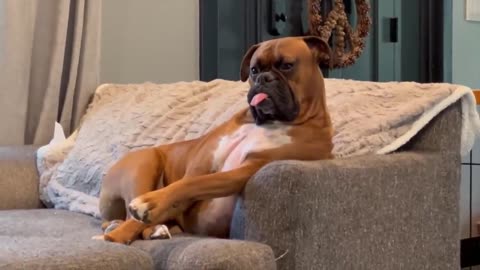 Funniest Cats And Dogs Videos 😁