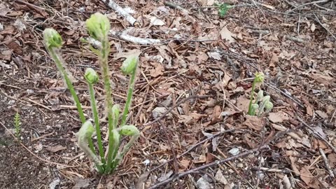 Fiddleheads