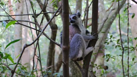 Beautiful Wildlife Animals and Relaxing Music for Stress Relief |