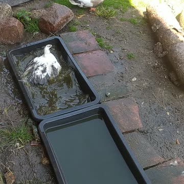 Cute call duck, Moomin and Migotka 🦆💚🦆