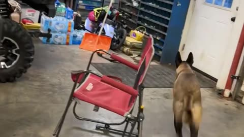 Belgian Malinois Havoc Wants to Go to the Store