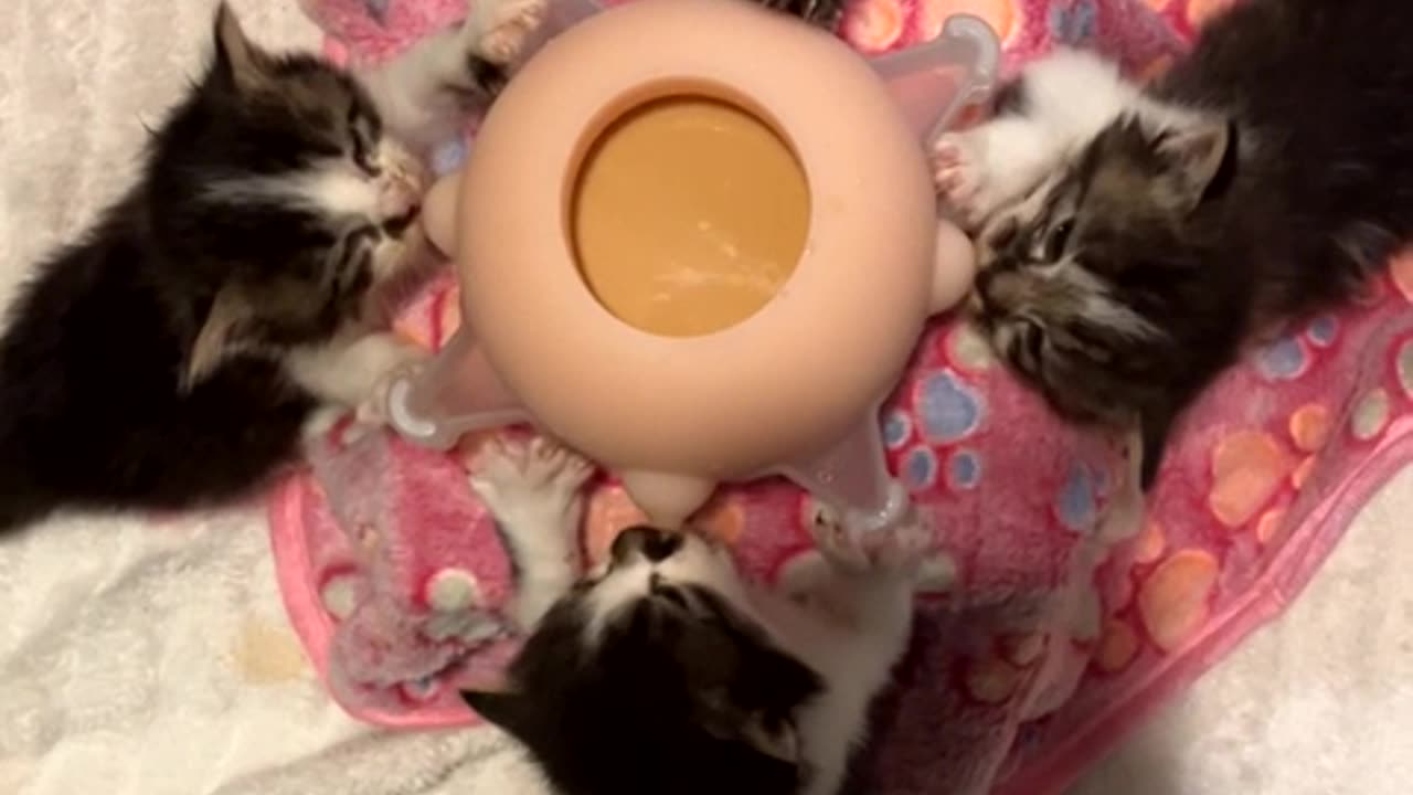 Four Cute Baby Cats Enjoying Its Treat