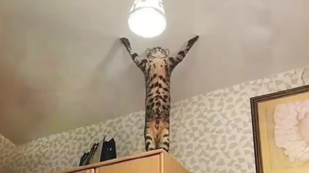funny cats