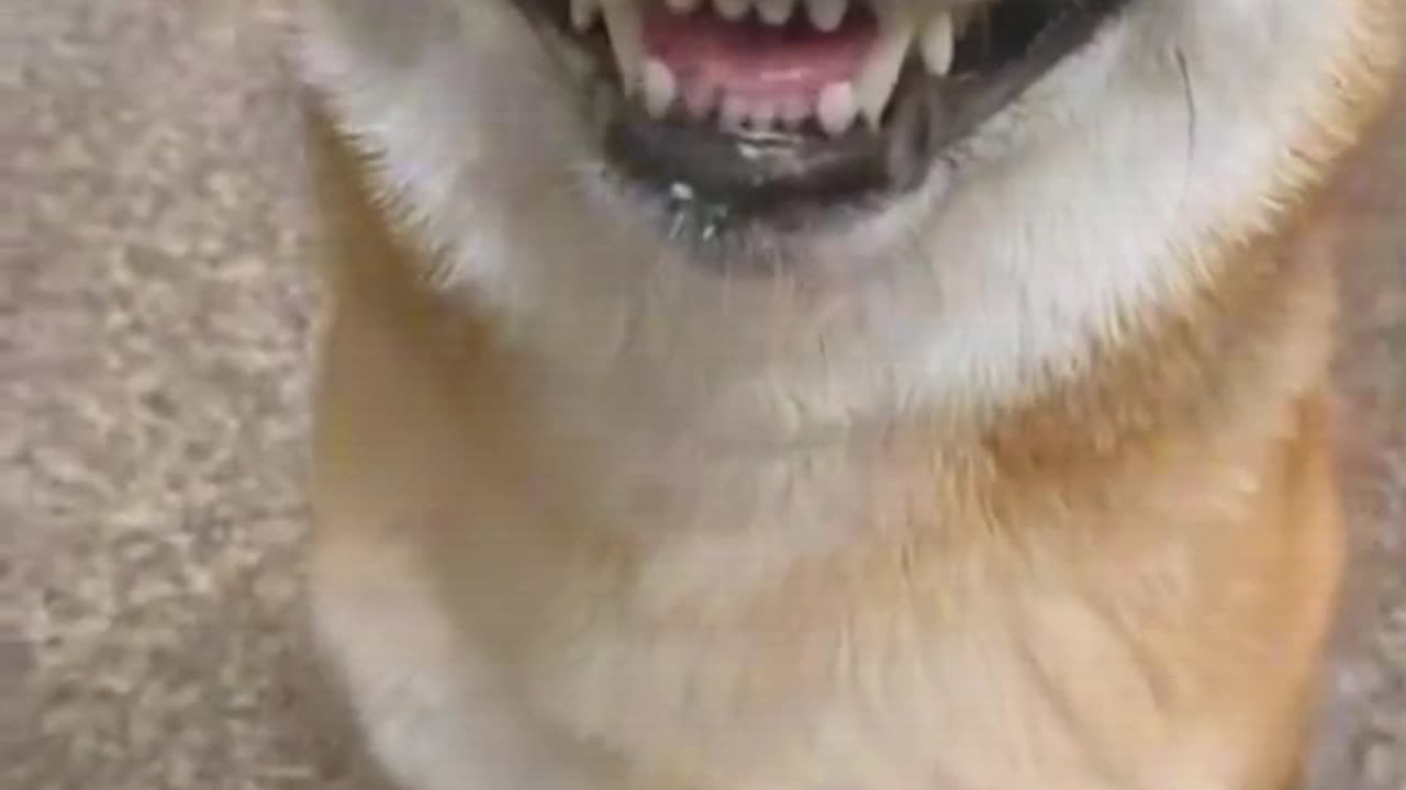 The enchanting laughter of the puppy