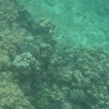 Morning Snorkeling Adventure